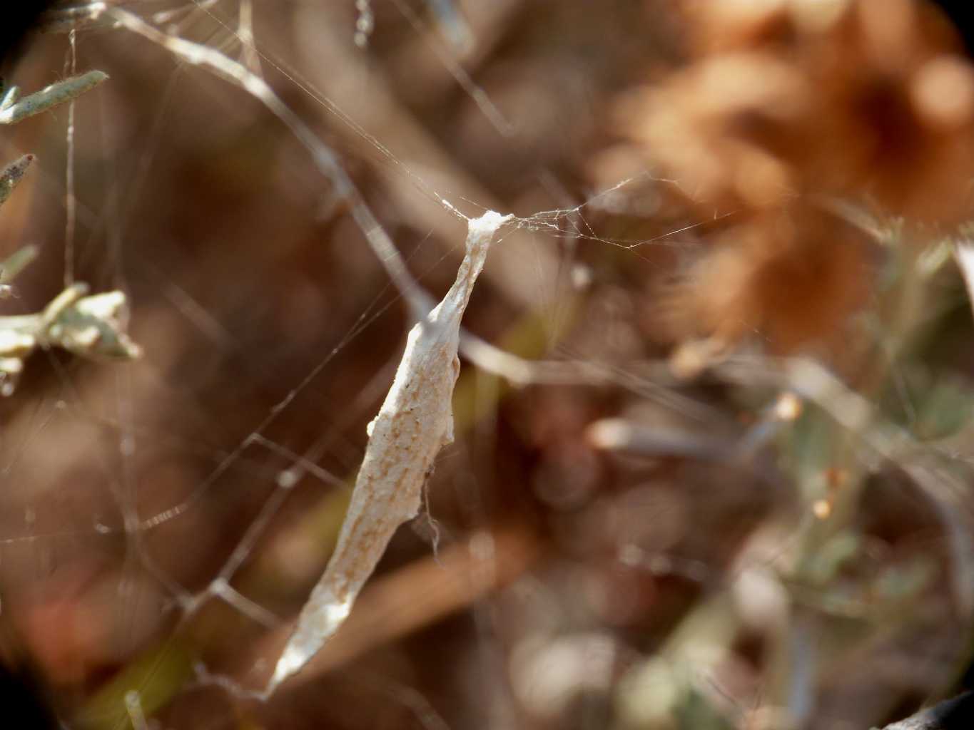 Una carrellata di Uloborus walkenaerius - Palau (OT)